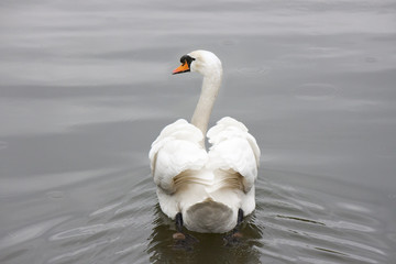 a beautiful swan swimming in a pond © Xiaoma