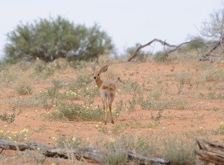 Naklejka na ściany i meble Steenbok (Raphicerus strepsiceros) w pustyni Kalahari
