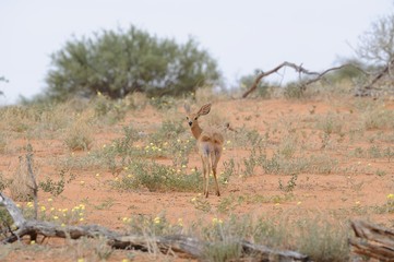 Naklejka premium Steenbok (Raphicerus strepsiceros) in the Kalahari desert