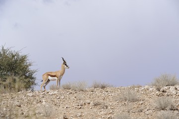 Springbuck (Antidorcas marsupialis). Lone ram, Kalahari desert 