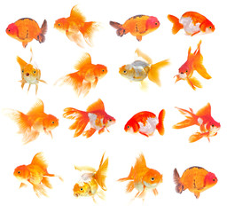 Gold fish. Isolation on the white