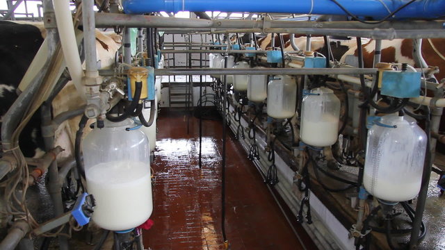 Milking Cows on Dairy Farm