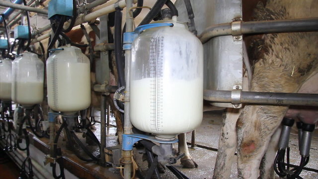 Milking Cows on Dairy  Farm