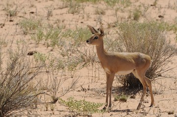 Steenbok (Raphicerus strepsiceros) in the Kalahari desert