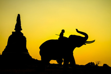 Naklejka na ściany i meble silhouette action of elephant in Ayutthaya province, thailand