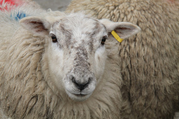 The Serious Looking Face of a Farm Sheep.