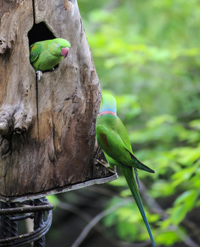 large parakeet (Psittacula eupatria) bird