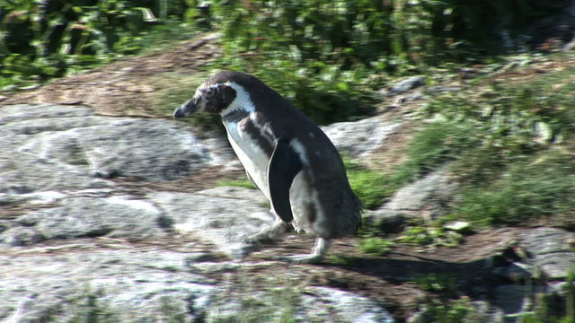 Nature's most loyal lovers - Magellanic penguins - Spheniscus magellanicus
