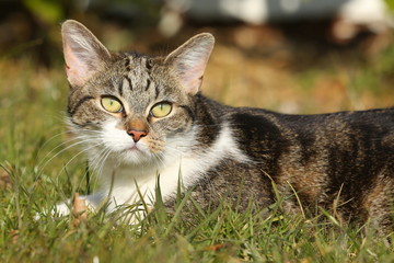 Fototapeta premium Tigerkatze liegt im Gras
