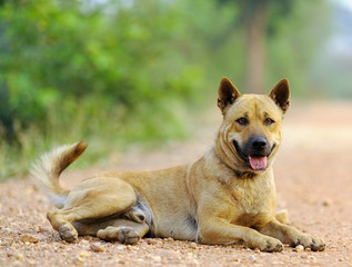 Thai dog