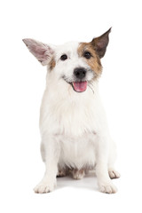 jack russel terrier dog on the white background
