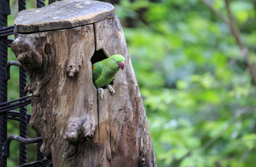 large parakeet (Psittacula eupatria) bird