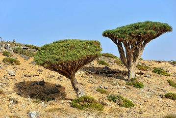 Fototapeta na wymiar Socotra island