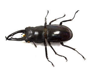 a stag-beetle on a white background