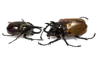 insect, beetle, rhino beetle bug isolated on white background