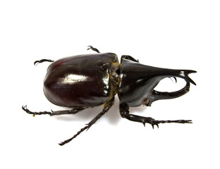 insect, beetle, rhino beetle bug isolated on white background