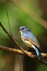 ルリビタキの雄