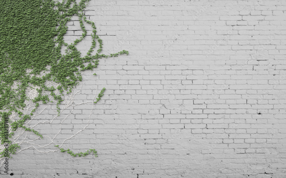 Wall mural ivy on wall