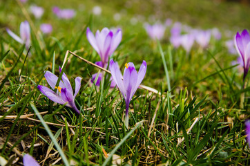 prato di crocus