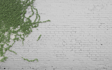 ivy on wall
