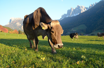 Dolomites mountain cow