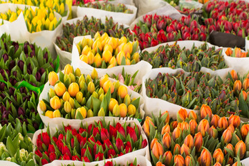 Marktstand mit Tulpen