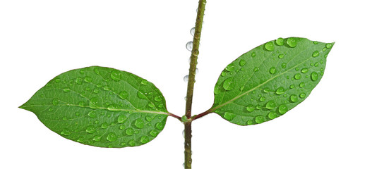 gouttes d'eau sur feuilles