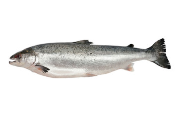 Fresh salmon isolated
