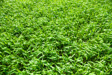 Grass field background