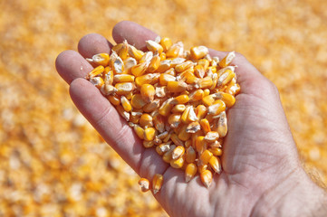 Corn seed