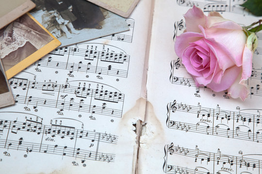Rose, Musknoten und alte Fotografien