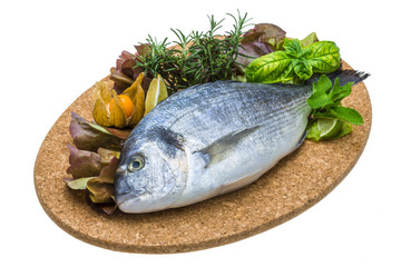 Fresh raw dorada