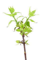 Lilac young leaves isolated on white background