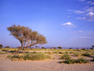 oasis between Marib and Seyun
