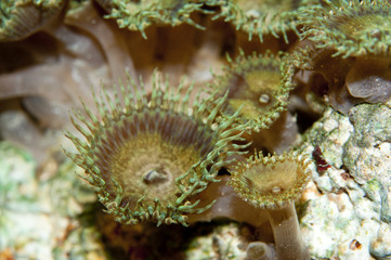 Naklejka na ściany i meble Detail of Zoanthus Coral