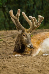 Davidshirsch oder Milu (Elaphurus davidianus)