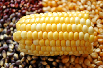 Corn on the Cob on Popcorn Kernels