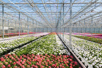 Greenhouse with colorful geranium plants