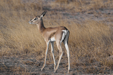 Young Gazelle in the Savannah