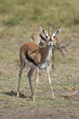 Gazelle in the Savannah