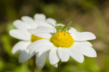 Obraz premium Green grasshopper on chamomille flower
