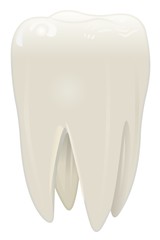 Tooth