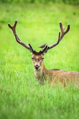 Deer is resting in the grass