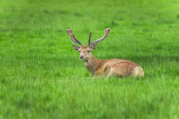 Deer is resting in the grass