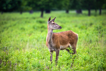 Female Red Deer