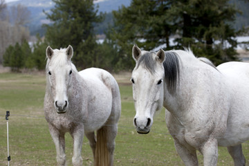 Obraz na płótnie Canvas White horses side by side.