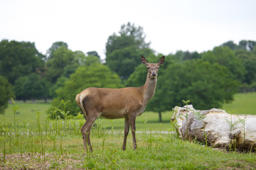 Naklejka premium Female Red Deer
