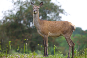 Female Red Deer