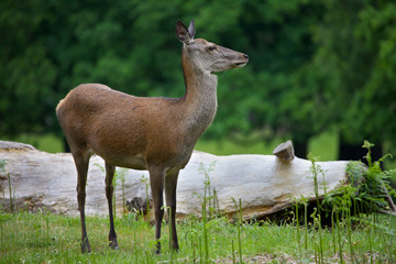 Female Red Deer