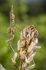 Conehead mantis, Empusa pennata © alessandrozocc